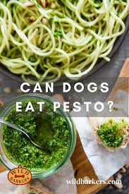 The images derives from a 2017 google result for can cats eat salami and evolved into a wholesome phrase which rose to popularity in november 2019. Can Dogs Eat Pesto Toxic Or Safe Can Dogs Eat Dog Eating Eat