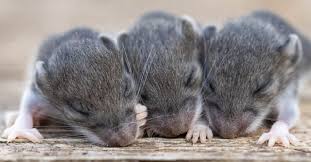How Many Babies Do Mice Have Az Animals
