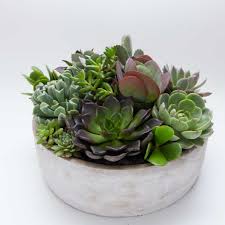 Succulent Succulent Bowl Natures