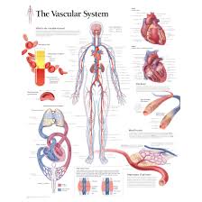 These vessels transport blood cells, nutrients, and oxygen to the tissues of the body. Scientific Publishing The Vascular System Chart