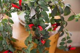 15 enigmatic facts about lipstick plant