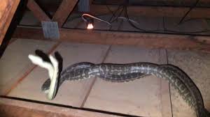 snake duel in woman s roof viralhog