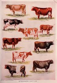 File Websters Cows Jpg Wikimedia Commons