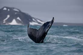 Humpback whales live in oceans around the world. Humpback Whales Have Made A Remarkable Recovery Time
