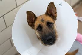 spaying or neutering your dog or cat