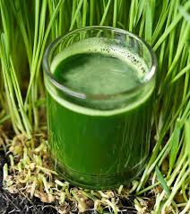 Image result for wheat grass