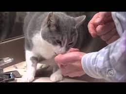 How to brush your cat's teeth youtube funny cat. Brushing Your Cat S Teeth Part 4 4 Week Training Program Youtube