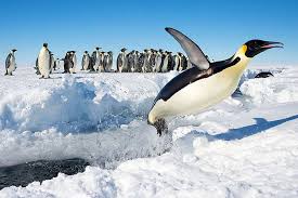 Being warm blooded they cannot let their own body temperature fall. Emperor Penguins Imperiled By Climate Change Study Finds Yale Climate Connections
