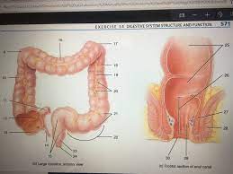 figure 34 8 large intestine diagram