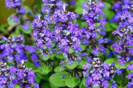 how to grow and care for bugleweed