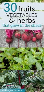 Herbs You Can Grow In Part Shade