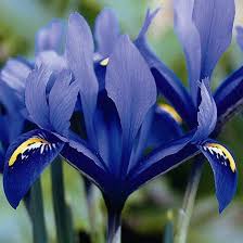 Image result for iris reticulata