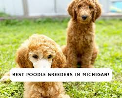 4 best poodle breeders in michigan