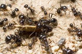 We look forward to hearing from. Ant Control In Tucson Az Dorado Pest Control