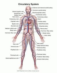Muscles german names chart muscular male body. Know All These Parts Of The Circulatory System Human Anatomy And Physiology Anatomy And Physiology Human Anatomy