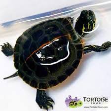 Midland painted skin color is usually black to light green; Painted Turtles For Sale Tortoise For Sale Baby Turtles For Sale Online Tortoise Breeders Near Me