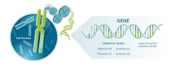 genes ancestrydna learning hub