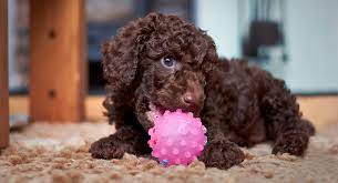 toy poodle all about the world s