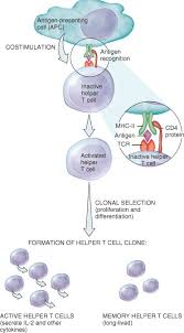 9 Outline The Steps In A Cell Mediated Immune Response