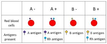Blood Type Antigen Chart Blood Type Antigens Antibodies Chart