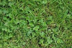 How do I kill weeds in my lawn without killing the grass?