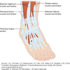 Breaking pointe  Foot and ankle injuries in dance   Lower     Due to the intensity of CrossFit workouts  athletes can sustain injuries  such as ankle sprains  metatarsal fractures and shin splints  This author  offers a    