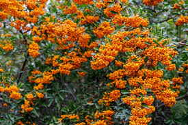 Pyracantha Care, Pruning & Growing Tips | Horticulture.co.uk