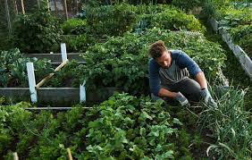 How To Build A Vegetable Garden Men S