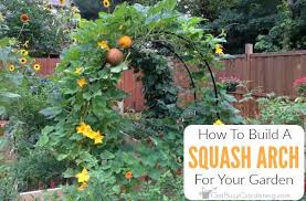 a squash arch for your garden