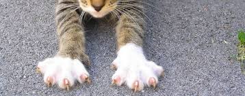 how to trim your cat s nails hartz