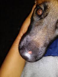 heal my dogs nose from cage burn
