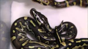 can ball pythons cross breed with other