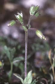 Cerastium pumilum - Wikipedia