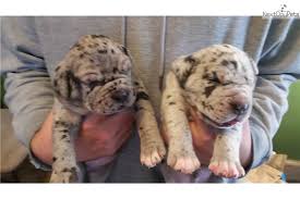 American mastiff puppies are born darkly colored, and as they get older they become lighter. Merle Mastiff Puppies Off 58 Www Usushimd Com