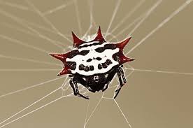 Learn More About Common Spiders In South Florida