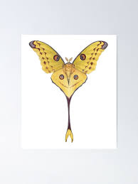 The madagascar comet moth is a moth native to the rainforests of madagascar. One Real Comet Moth Argema Mittrei Male Unmounted Wings Closed Collectibles Insect Butterfly Collectibles