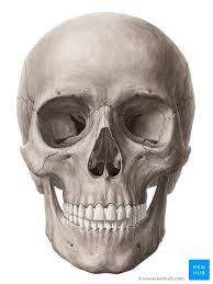 Bones in your face around the eye(s) area calledthe human face has 14 bones. Bones Of The Head Skull Anatomy Kenhub