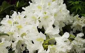 Azaleas span the length of the front of my home, blooming every spring in a burst of purple, hot pink, and white. White Garden The Best Plants To Create A White Border