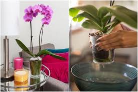 Начини за омекотяване на вода за поливане на орхидеите. Kak Da Se Grizhim Pravilno Za Orhideite Maistorplus