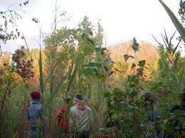 A Swamp Forest Grows In Brooklyn