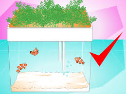 3 ways to clean aquarium glass wikihow