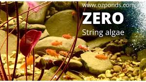 eliminating string algae in a pond