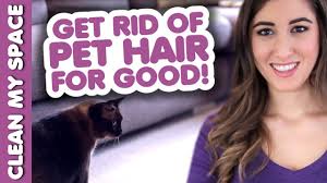 clean pet hair for good how to clean