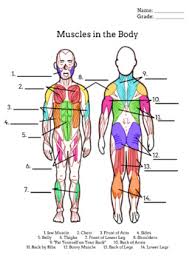 Muscle size and arrangement of muscle fascicles. Muscle Diagram Worksheets Teaching Resources Tpt