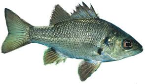 Australian Bass Fish Identification Information