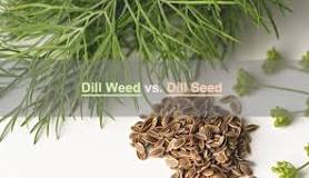 Is dill seed the same thing as dried dill?