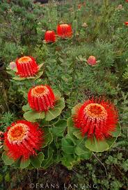 The petals are like stiff paper, and they. 140 Australia Native Flowers Ideas Flowers Australian Native Plants Plants