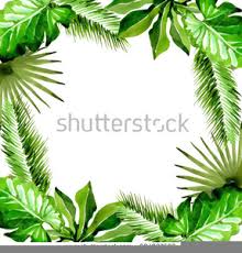 palm leaf clipart free images at
