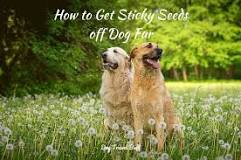 how-do-you-get-sticky-residue-off-dog-fur