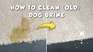 how to clean old dog urine stain you
